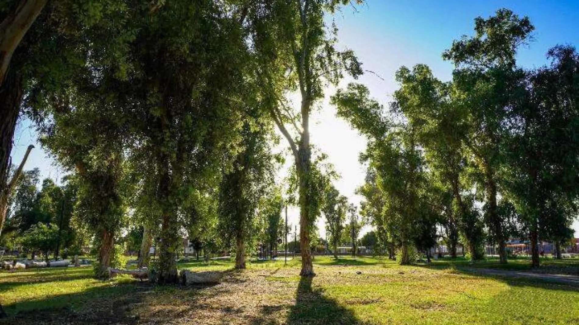 bosque de la ciudad